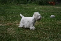 Étalon West Highland White Terrier - Color of love du Moulin de Mac Grégor