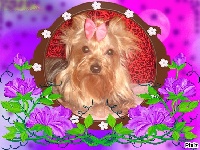 Étalon Yorkshire Terrier - Delphes Des Rivages De Tir Na Nog