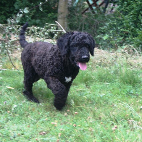 Gringo The Sourannya Chien De Race Toutes Races En Tous