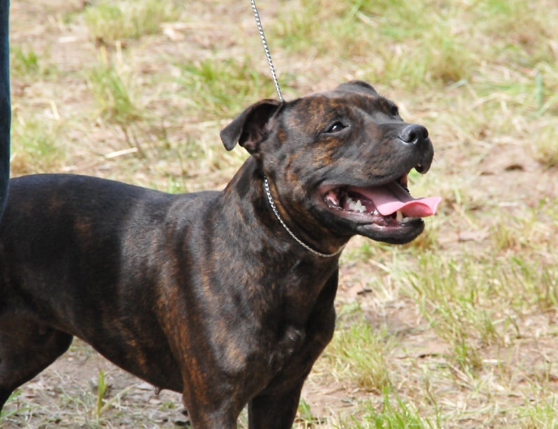 Les Staffordshire Bull Terrier de l'affixe   des brumes du blavet