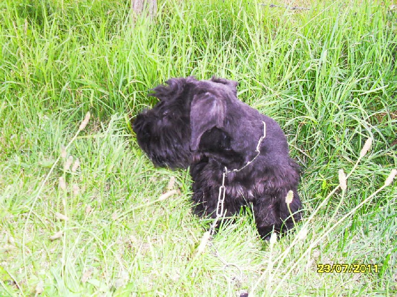 Le Standard de la race Terrier Tchèque sur Atara.com