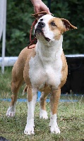 Étalon American Staffordshire Terrier - Elite star de l'eternelle passion