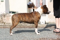 Étalon American Staffordshire Terrier - huancavilcas Itacha