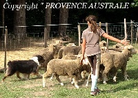 Étalon Berger Australien - Equidia blackfoot ponokamita de la Provence Australe