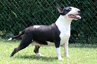Étalon Bull Terrier - thunderbolts Black out for untitled