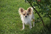 Étalon Chihuahua - Fiona du clos du haldat