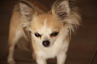 Étalon Chihuahua - Cassandre du Cèdre Enchanté