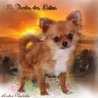 Étalon Chihuahua - Figolin du Jardin des Lutins