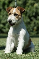 Étalon Jack Russell Terrier - Fantastic keira of jack and co