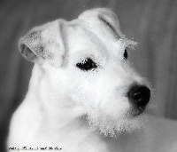 Étalon Parson Russell Terrier - Whitney houston de vale do criz