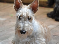Étalon Scottish Terrier - CH. Flanea du clos des fosseaux