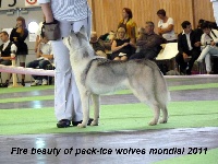 Étalon Siberian Husky - Fire beauty dite beauty Of pack-ice wolves