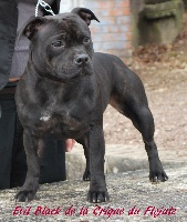Étalon Staffordshire Bull Terrier - Evil black De la crique du Flojule