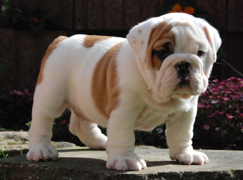 Satanyk Bulls Keops Chien De Race Toutes Races En Tous