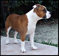 Étalon American Staffordshire Terrier - First edition Of Enjy's Family