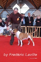 Étalon Bull Terrier - Camaro de la Tribu d'Urvi