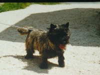 Étalon Cairn Terrier - Voulzy Du cluzeau de la dantone