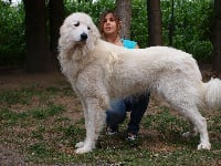 Étalon Chien de Montagne des Pyrenees - Epson Des Brumes de la Comtée