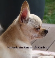 Étalon Chihuahua - Fantasia *** du Moulin de Kerliviry