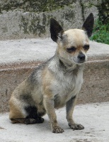 Étalon Chihuahua - Chanel Titre Initial