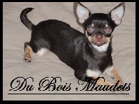 Étalon Chihuahua - outwest's Mya macassar ebony