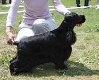 Étalon Cocker Spaniel Anglais - manaca's Yada yada