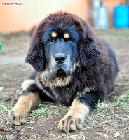 Étalon Dogue du Tibet - Goliath bisurman