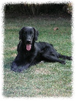 Étalon Flat Coated Retriever - Deb's delight of the Skipper Flat Country