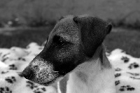 Étalon Fox Terrier Poil lisse - Garp D'hermansart