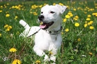 Étalon Jack Russell Terrier - Casper des Crocs de Heurtevent
