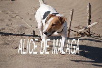 Étalon Jack Russell Terrier - Alice De malaga