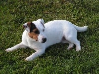 Étalon Jack Russell Terrier - Suzan's Pride Dac dit doriola