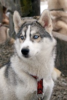 Étalon Siberian Husky - Fanouchka (Sans Affixe)
