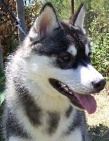 Étalon Siberian Husky - Fureur shadow of nashkaia