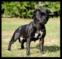 Étalon Staffordshire Bull Terrier - Silver Cross Chrome heart