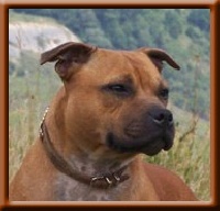 Étalon Staffordshire Bull Terrier - CH. Empress to uk d'ultime passion