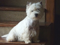 Étalon West Highland White Terrier - French lover De walescot