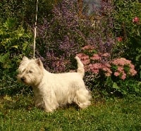 Étalon West Highland White Terrier - Eowyne De La Vallée D'elleron