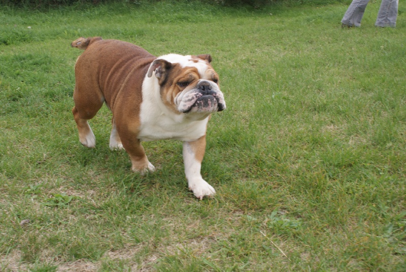 Bully-boy Du grand fresnoy