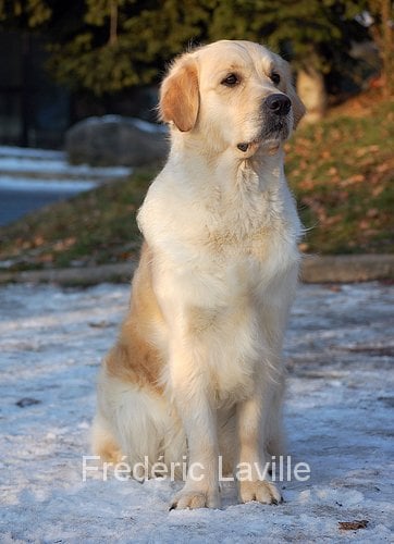 Les Golden Retriever de l'affixe   Gribounes