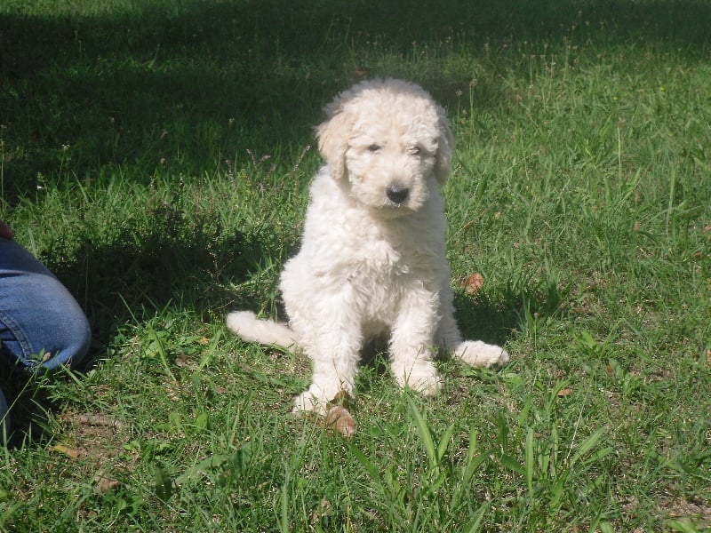 Les Komondor de l'affixe   du gré du vent des oliviers