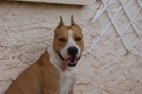 Étalon American Staffordshire Terrier - Fly Miss and Manjol