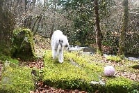 Étalon Bedlington Terrier - Ephelide du Kinkajou