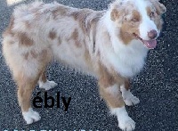 Étalon Berger Australien - ébly's Golden Lady