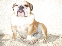Étalon Bulldog Anglais - Agathe Bulldog Puppy'S Star
