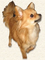 Étalon Chihuahua - Betty boop Mugglady