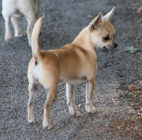 Étalon Chihuahua - signum Flora japonica