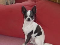 Étalon Chihuahua - De la fontaine aux maléfices Figaro