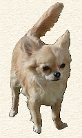 Étalon Chihuahua - Bella lolita Mugglady