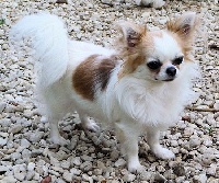 Étalon Chihuahua - Esméralda Mugglady